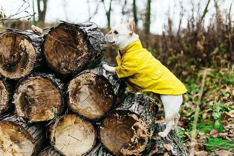 Dog Raincoat w/ Hood Type B - Dog & Cat Apparel