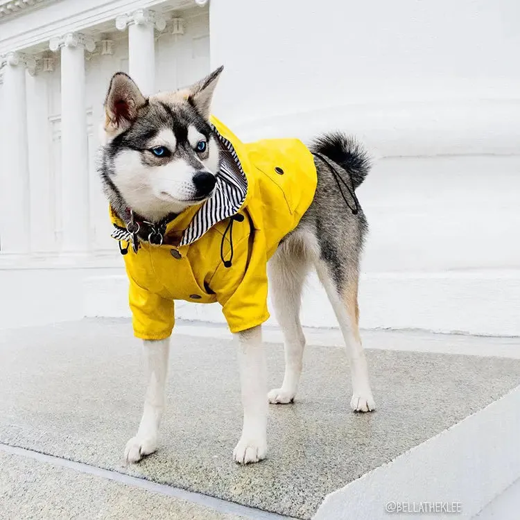 Dog Raincoat w/ Hood Type B - Dog & Cat Apparel