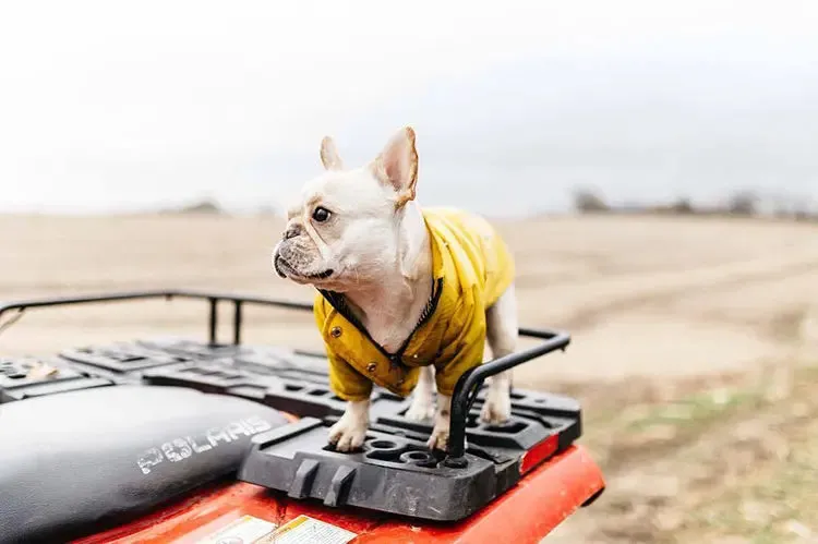 Dog Raincoat w/ Hood Type B - Dog & Cat Apparel