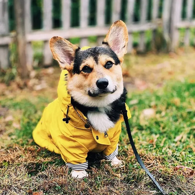 Dog Raincoat w/ Hood Type B - Dog & Cat Apparel