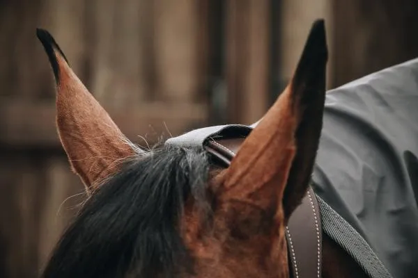 Hurricane Horse Raincoat